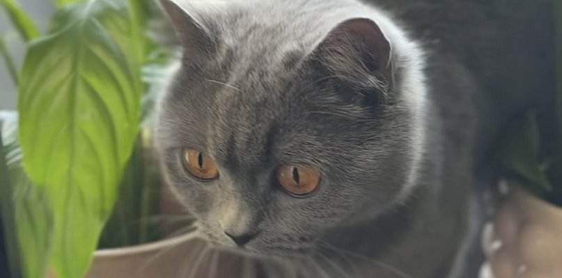 Zaginęła Wiedźminka z ul. Świtkowskiego w Kutnie - 69981