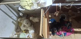 Policja rozbiła nielegalną hodowlę!