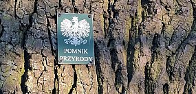 Pomnik przyrody w Leszczynku pod topór!