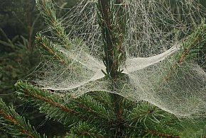 Kupujesz żywą choinkę na święta? Ten szczegół łatwo przeoczyć-72770