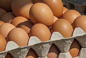 Salmonella wykryta w jajach! GIS wydał pilne ostrzeżenie-72841