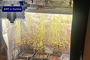 Zatrzymany za uprawę konopi i posiadanie znacznej ilości narkotyków