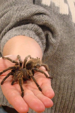 Pająki nie takie straszne jak je malują-20302