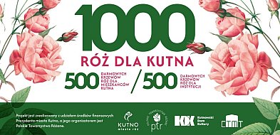 1000 róż dla Kutna. Sprawdź jak wziąć udział w akcji-71397