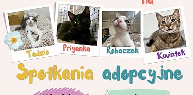 Kutno ma Kota zaprasza na spotkania adopcyjne