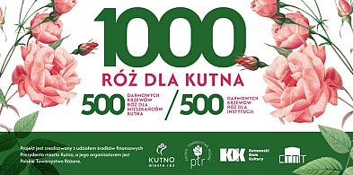 1000 róż dla Kutna. Sprawdź jak wziąć udział w akcji-71397