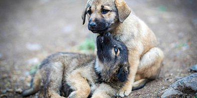 112 dla zwierząt. Nowoczesna aplikacja pomoże je ratować-73426