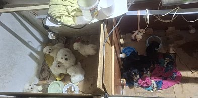 Biznes kosztem cierpienia. Policja rozbiła nielegalną hodowlę!