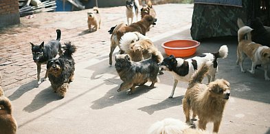 Łódzkie dla zwierząt. Pieniądze dla Łęczycy i gminy Bedlno