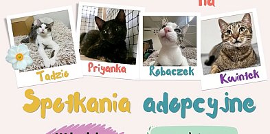 Kutno ma Kota zaprasza na spotkania adopcyjne