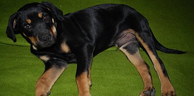 Światowy Dzień Lekarzy Weterynarii. Stoją na straży zdrowia zwierząt