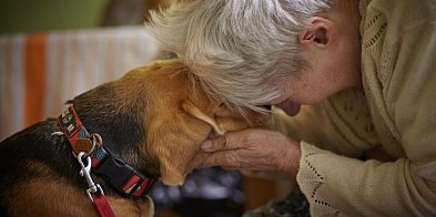 Czworonożni przyjaciele: jak psy wspierają zdrowie i dobrostan seniorów-72372