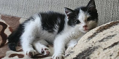 Pilnie potrzebny dom tymczasowy dla maleńkiego koteczka!-73126