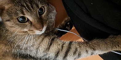 Dzień Kota: 5 faktów o kotach, które mogą cię zaskoczyć