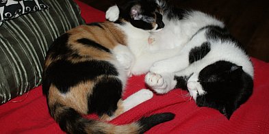 68 proc. Polaków ma wrażenie, że ich kot ich ignoruje