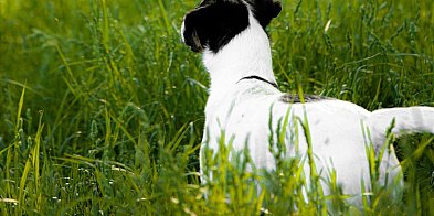 Jak nie dać się oszukać kleszczom tej wiosny?