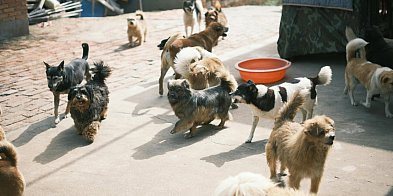 Łódzkie dla zwierząt. Pieniądze dla Łęczycy i gminy Bedlno
