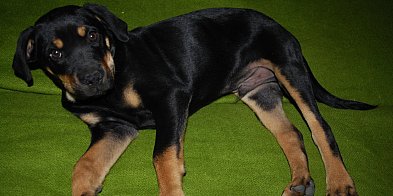 Światowy Dzień Lekarzy Weterynarii. Stoją na straży zdrowia zwierząt