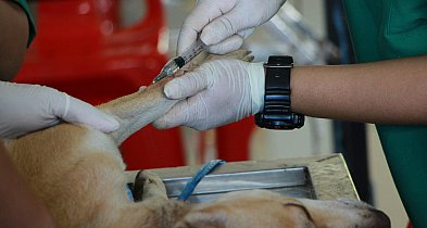 Niezastąpieni – wzruszający film o codziennej pracy lekarzy weterynarii-72095