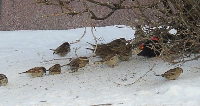 Bogdan Rozważny: Zjeżona aura-73011