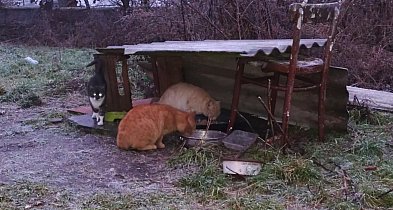 Cztery łapy, jeden problem. Co stanie się z wolno żyjącymi kotami w Strzelcach?-73327