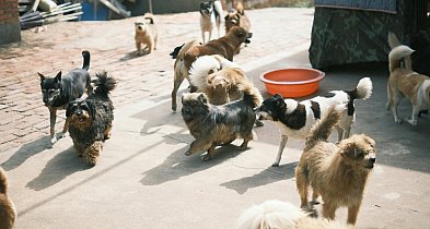 Łódzkie dla zwierząt. Pieniądze dla Łęczycy i gminy Bedlno