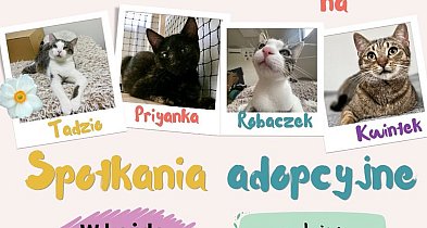 Kutno ma Kota zaprasza na spotkania adopcyjne