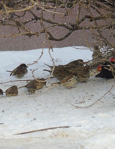 Bogdan Rozważny: Zjeżona aura-73011