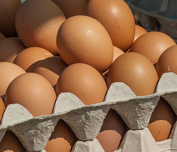 Salmonella wykryta w jajach! GIS wydał pilne ostrzeżenie-72841