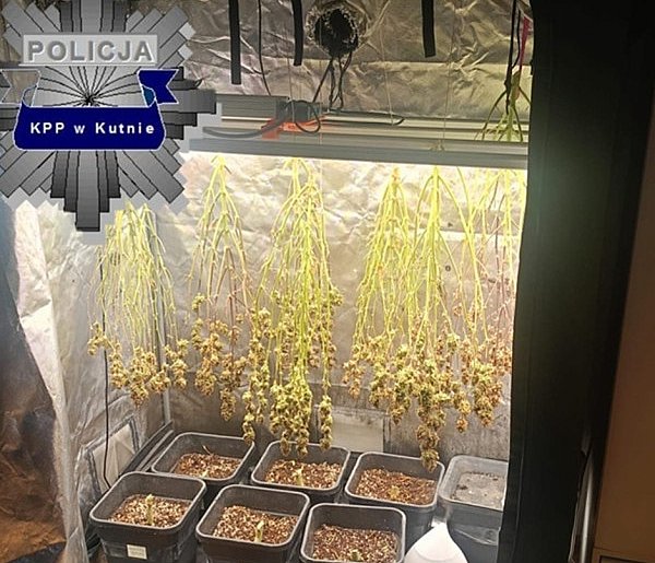 Zatrzymany za uprawę konopi i posiadanie znacznej ilości narkotyków