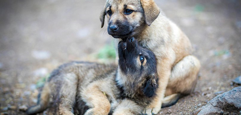 112 dla zwierząt. Nowoczesna aplikacja pomoże je ratować