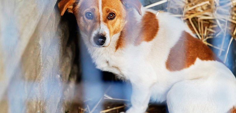 Gminy mogą ubiegać się o dofinansowanie na pomoc bezdomnym psom