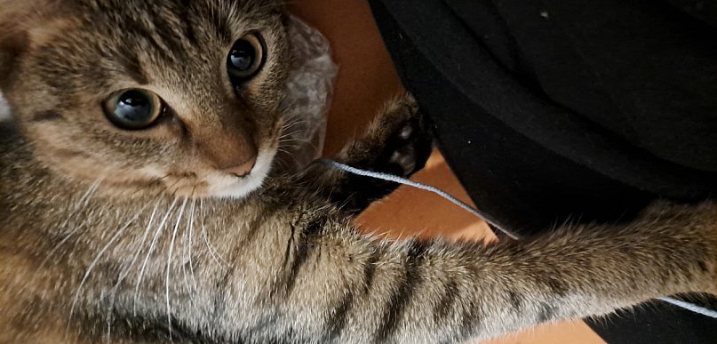 Dzień Kota: 5 faktów o kotach, które mogą cię zaskoczyć