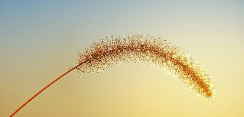 Internetowy sklep z nasionami – dlaczego warto kupować u sprawdzonych dostawców?