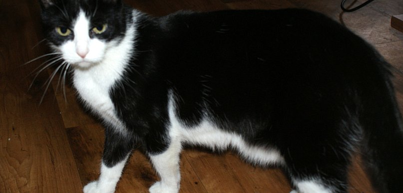 Kutno dopłaca do sterylizacji i kastracji zwierząt – zgarnij 50% dofinansowania