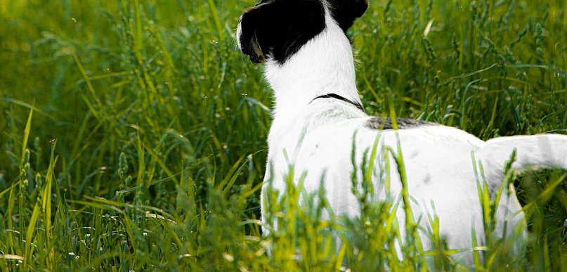 Jak nie dać się oszukać kleszczom tej wiosny?