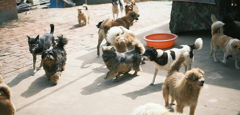 Łódzkie dla zwierząt. Pieniądze dla Łęczycy i gminy Bedlno