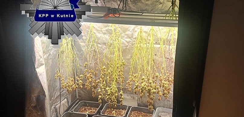 Zatrzymany za uprawę konopi i posiadanie znacznej ilości narkotyków