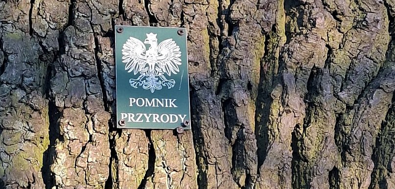 Pomnik przyrody w Leszczynku pod topór!
