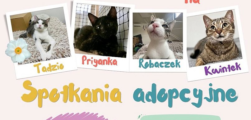 Kutno ma Kota zaprasza na spotkania adopcyjne