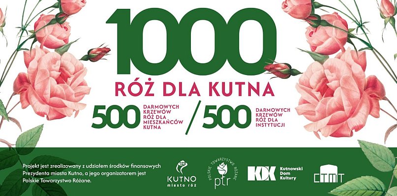 1000 róż dla Kutna. Sprawdź jak wziąć udział w akcji - 71397