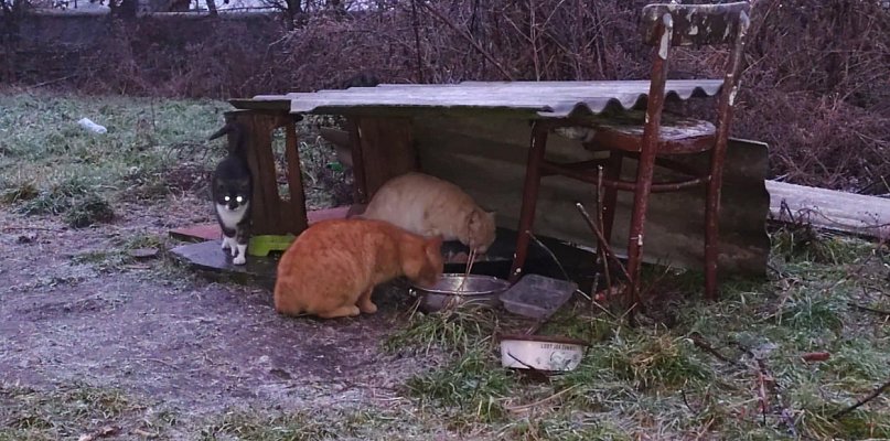 Cztery łapy, jeden problem. Co stanie się z wolno żyjącymi kotami w Strzelcach? - 73327