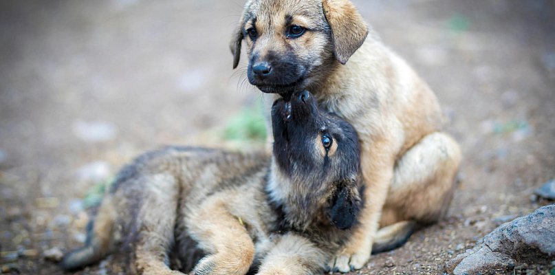 112 dla zwierząt. Nowoczesna aplikacja pomoże je ratować - 73426