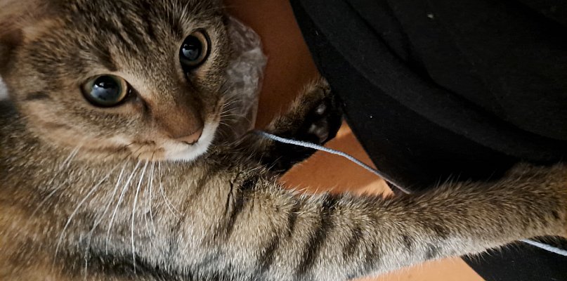 Dzień Kota: 5 faktów o kotach, które mogą cię zaskoczyć
