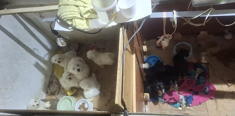 Biznes kosztem cierpienia. Policja rozbiła nielegalną hodowlę!