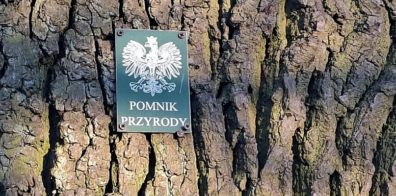 Pomnik przyrody w Leszczynku pod topór!