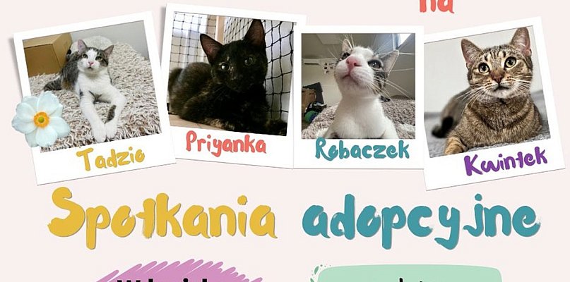 Kutno ma Kota zaprasza na spotkania adopcyjne