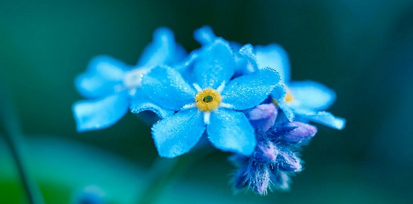 Kto zostanie dyrektorem Przedszkola nr 17 w Kutnie? Nauczycielki niewinne