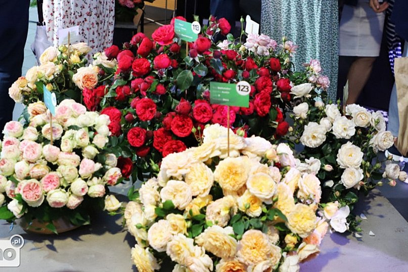 Deszczowe przedpołudnie na Święcie Róży