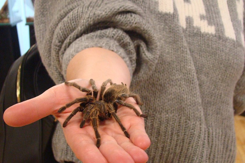 Pająki nie takie straszne jak je malują